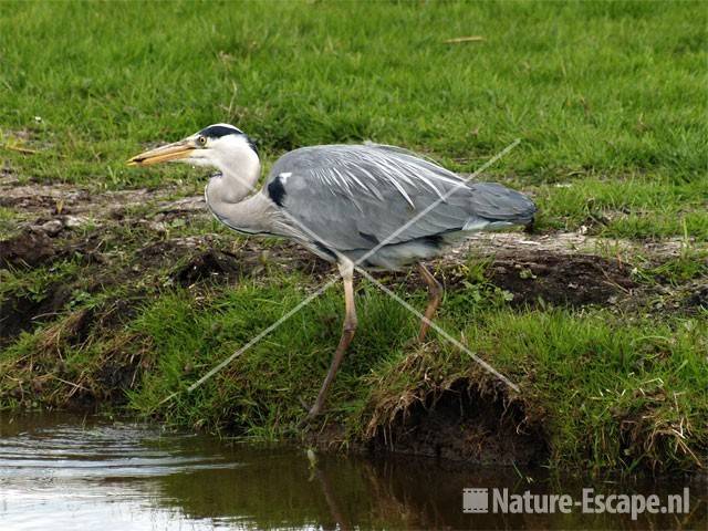 Blauwe reiger vissend fpSt17