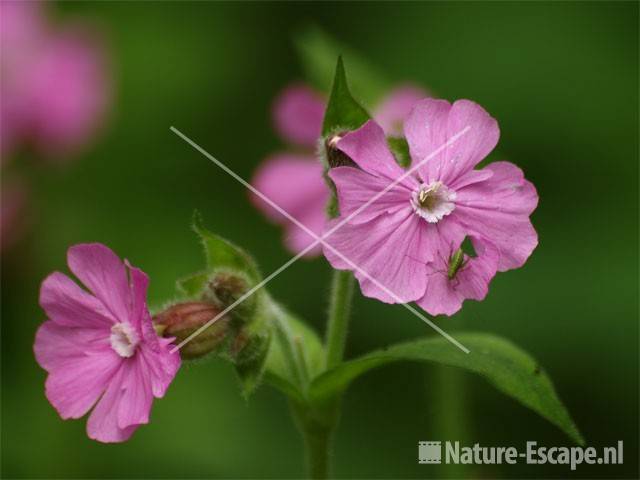 Dagkoekoeksbloem