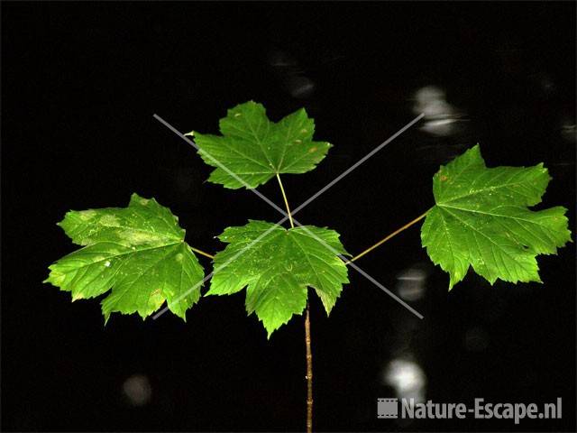 Gewone esdoorn blad boven beekje Wildrijk