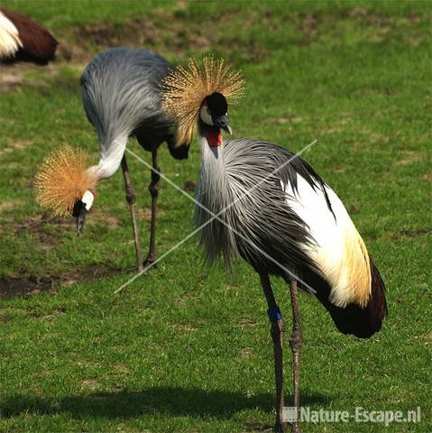 Kroonkraanvogels Dierenpark Emmen 7