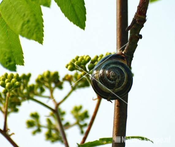 Tuinslak in jonge lijsterbes tW2