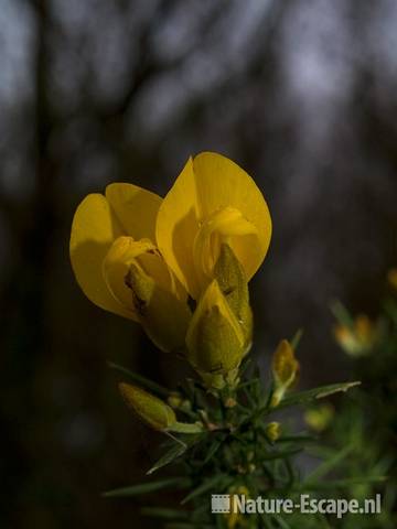 Gaspeldoorn, detail bloemen Zww3