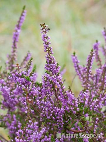 Struikheide, bloemen, bloei, SBB Schoorl 1 100911