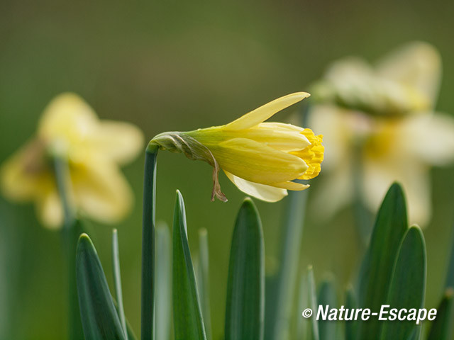 Narcis, narcissen, bloemen, bloei, variëteit, Wildrijk 2 220314