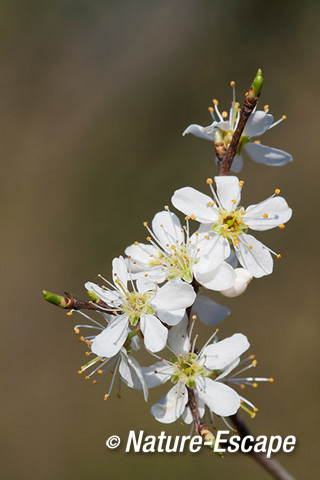 Sleedoorn, bloemen, bloei, Jac P Thijssepark Amstelveen 2 290314