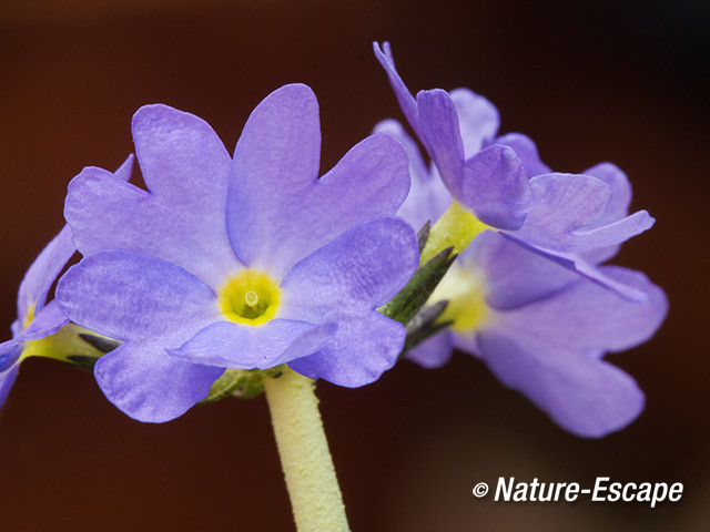 Kogelprimula, bloemen, bloei, tB1 300314