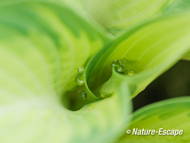 Hartlelie, Hosta 'June', blad met waterdruppels, tB1 180414