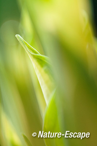 Hartlelie, Hosta 'Whirlwind', bladpunt tB1 180414