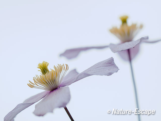 Bosrank, Clematis montana 'Mayleen' bloemen, bloei, tB2 260414