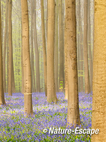 Hallerbos, boshyacinten, bloemen, bloei, mist, Hallerbos 14 120414