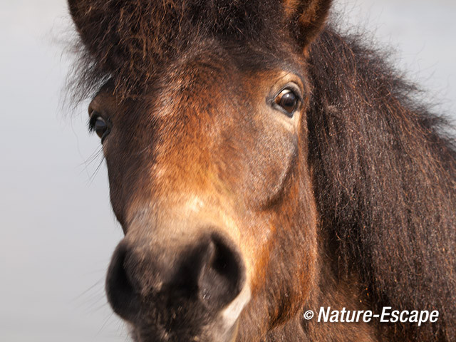 Exmoor pony, hoofd, detail, verrassing, Doornvlak 020411