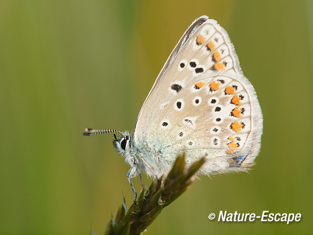 Icarusblauwtje, gesloten vleugels, Zwanenwater 1 170514