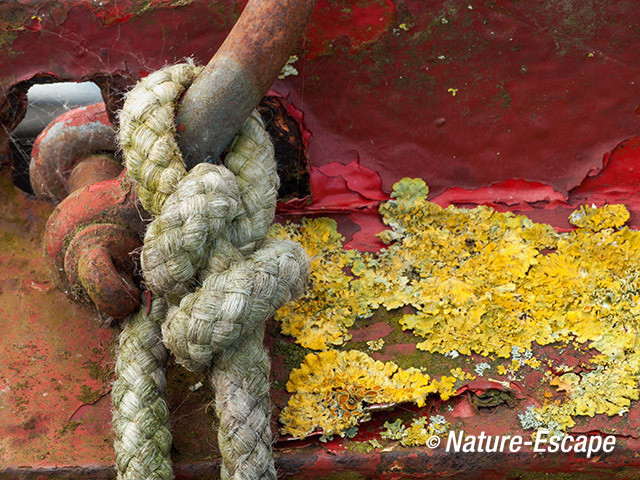 Verweerde boot, detail met korstmossen, Goudriaanroute 1 030514