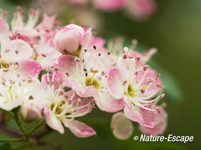 Meidoorn, roze bloemen, bloemknop, bloei, AWD1 010514