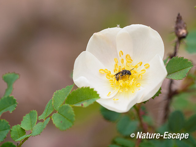 Duinroos, bloem, met insect, Koningshof 1 240514