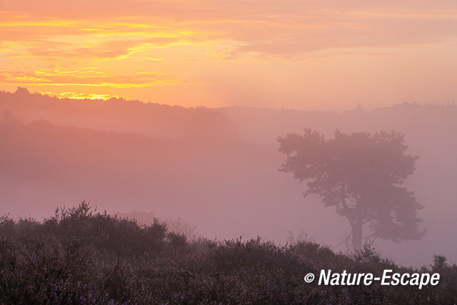 Zonsopkomt, opkomende zon, Posbank, Nationaal Park Veluwezoom 3 230814