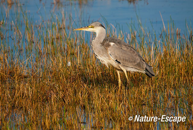 Blauwe reiger, Doornvlak 1 150914