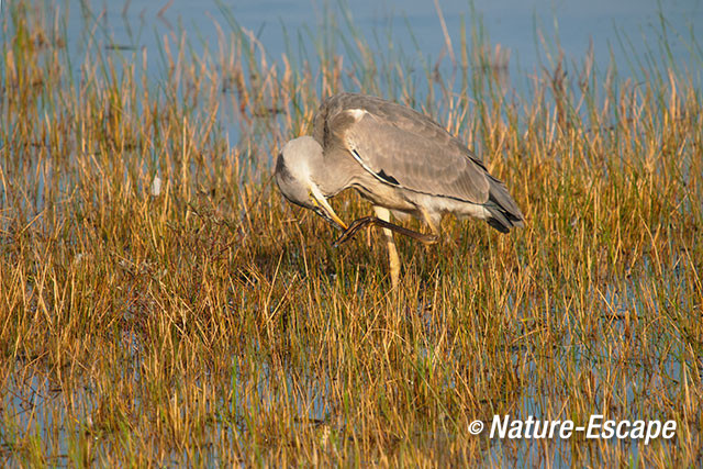 Blauwe reiger, tenen, poetsend, Doornvlak 1 150914