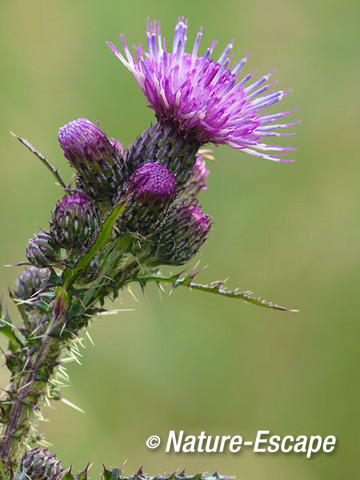 Kale jonker, bloemen, bloei, de Wieden 1 200615