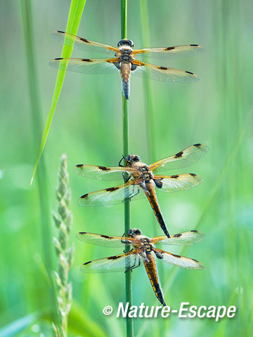 Viervlek, viervlekken, libellen, De Wieden 6 200615