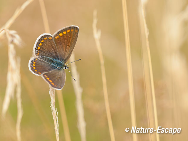 Bruin blauwtje, Empese en Tondense Heide 1 240715