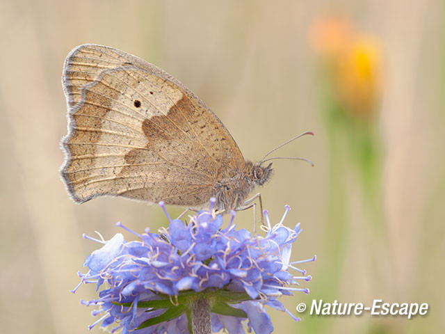 Bruin zandoogje, op blauwe knoop, Empese en Tondense Heide 2 240715