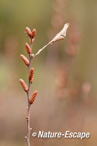 Gagel, bloemknoppen, oud blad, Jac P Thijssepark, Amstelveen 1 280315