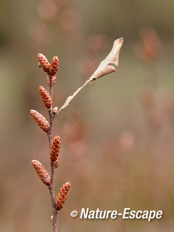 Gagel, bloemknoppen, oud blad, Jac P Thijssepark, Amstelveen 2 280315