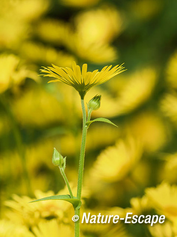 Voorjaarszonnebloem, bloem, bloei, bloemknoppen, Jac P Thijssepark, Amstelveen 3 130515