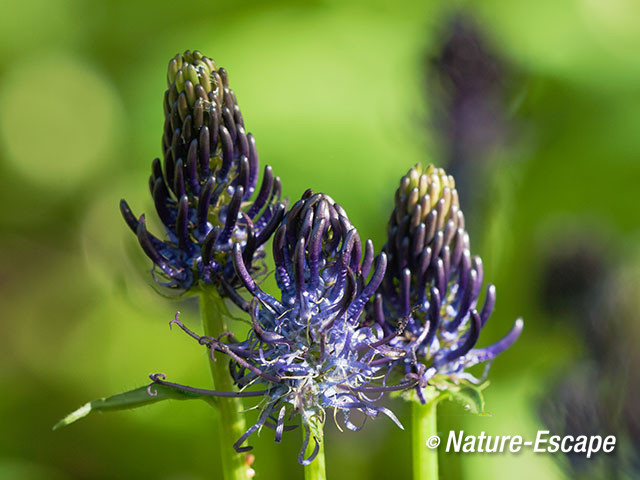 Zwartblauwe rapunzel, bloemen, bloei, Jac P Thijssepark, Amstelveen 2 130515