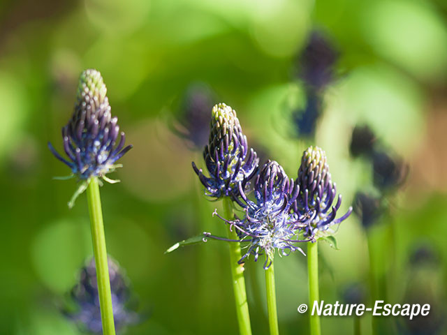 Zwartblauwe rapunzel, bloemen, bloei, Jac P Thijssepark, Amstelveen 1 130515