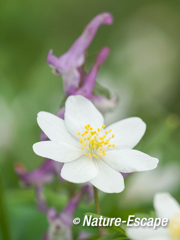 Bosanemoon, vingerhelmbloem, bloemen, bloei, Jac P Thijssepark, Amstelveen 2 030416