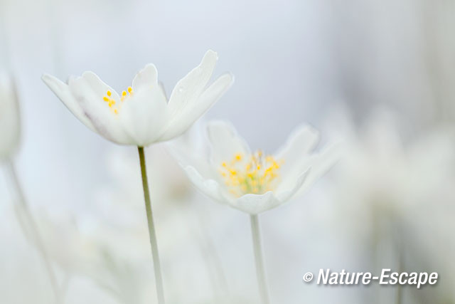 Bosanemoon, bloemen, bloei, Jac P Thijssepark, Amstelveen 5 030416