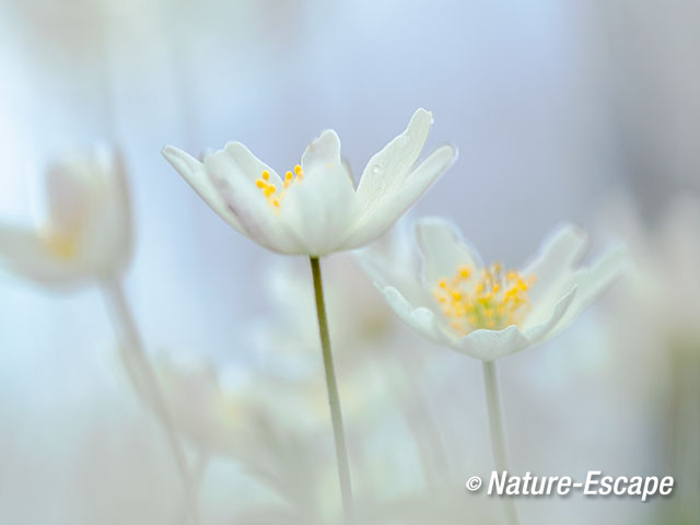 Bosanemoon, bloemen, bloei, Jac P Thijssepark, Amstelveen 1 030416