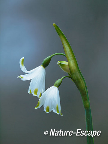 Zomerklokje, bloemen, bloei, Jac. P. Thijssepark, Amstelveen 1 030416