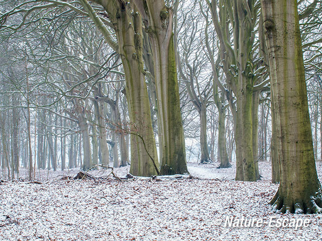 Beuk, beuken, in bos, winter, Woestduin3 110217