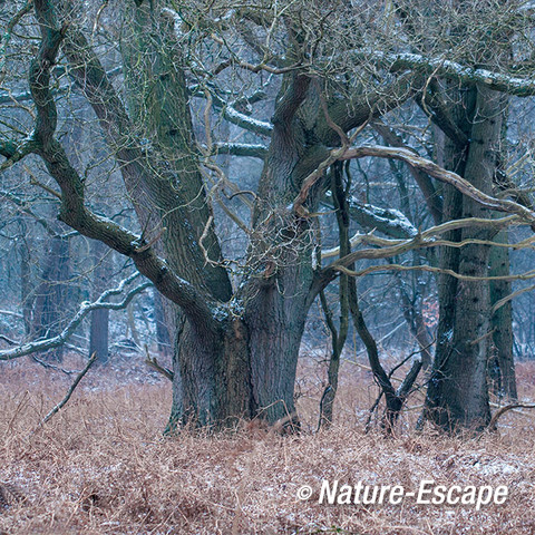 Zomereik, zomereiken, bomen in bos, Woestduin2 110217