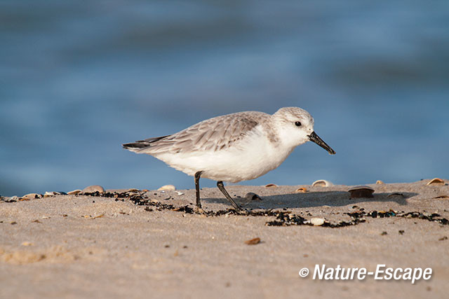 Drieteenstrandloper, strand de Kerf, Schoorl 5 210217