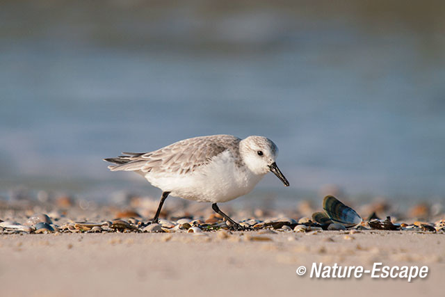 Drieteenstrandloper, strand de Kerf, Schoorl 4 210217