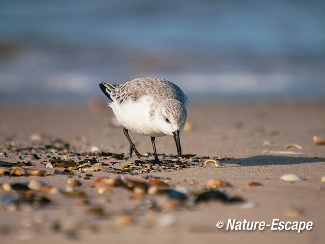 Drieteenstrandloper, foeragerend, strand de Kerf, Schoorl 1 210217