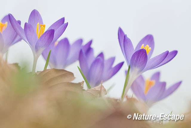 Krokus sp. bloem, bloemen, Elswout 7 040317