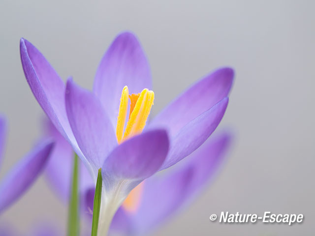 Krokus sp. bloem, bloemen, Elswout 5 040317