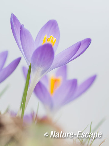 Krokus sp. bloem, bloemen, Elswout 3 040317