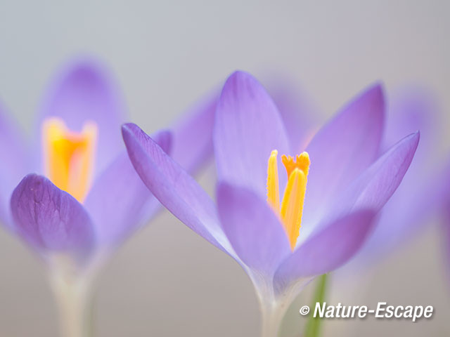 Krokus sp. bloem, bloemen, Elswout 2 040317