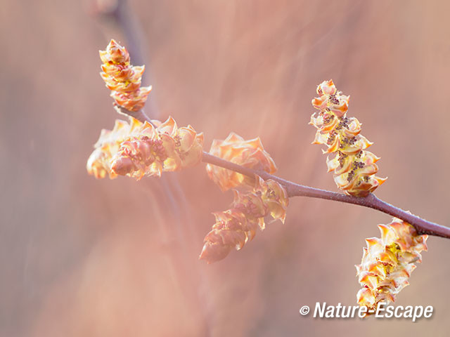 Gagel, bloemen, bloei, Jac P Thijssepark, Amstelveen 1 250317