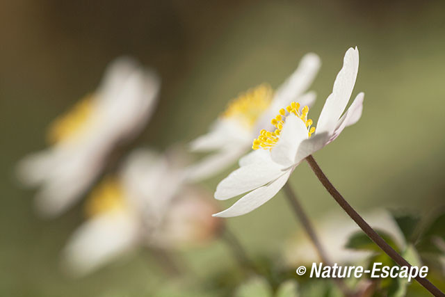 Bosanemoon, bloemen, bloei, Jac P Thijssepark, Amstelveen 14 250317