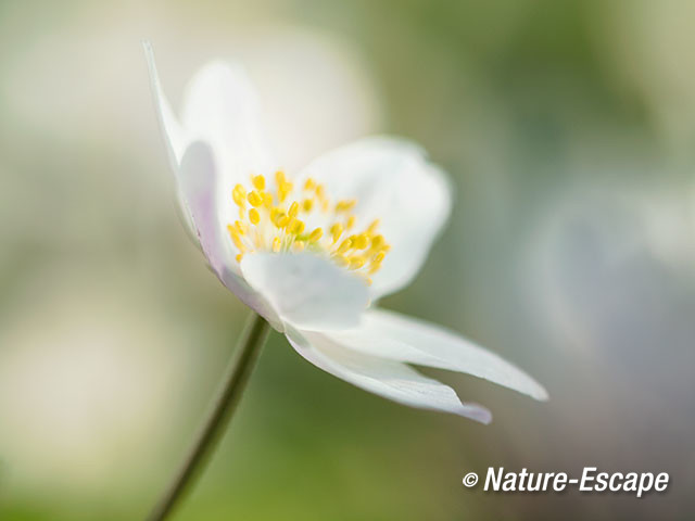 Bosanemoon, bloemen, bloei, Jac P Thijssepark, Amstelveen 11 250317