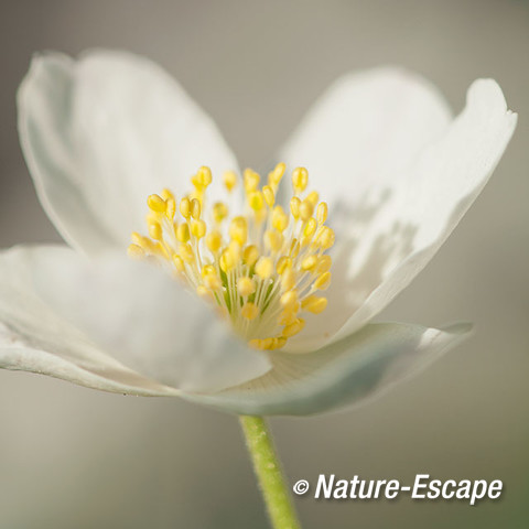 Bosanemoon, bloemen, bloei, Jac P Thijssepark, Amstelveen 7 250317