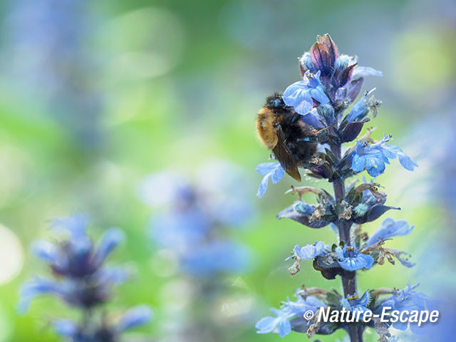 Hommel, op kruipend zenegroen, Jac P. Thijssepark, Amstelveen 2 200517