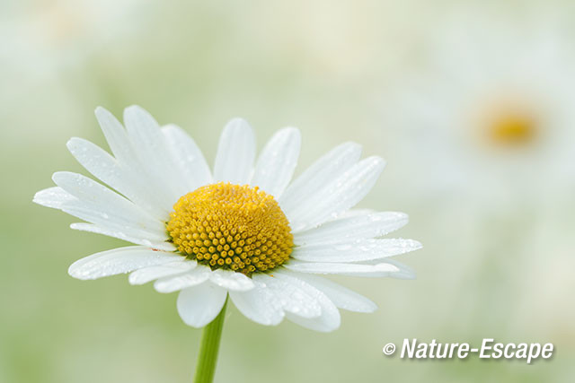 Margriet, bloem, bloei, Jac P Thijssepark 2 100617